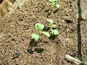 Asian greens seedlings